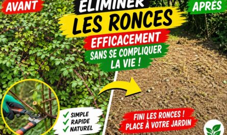 éliminer les ronces