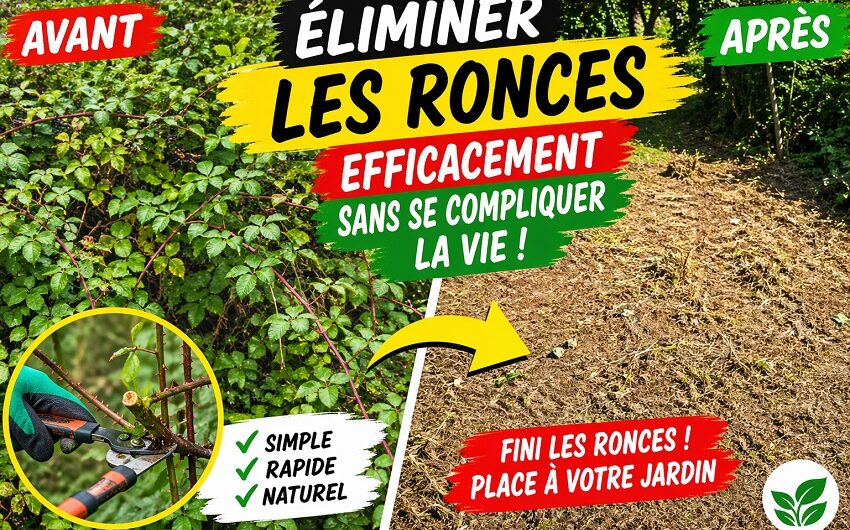 Jardin éliminer les ronces
