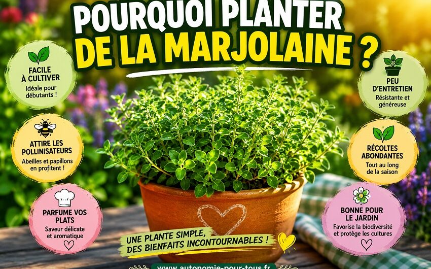 Planter de la Marjolaine