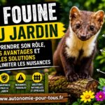 La fouine au jardin