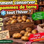 Comment conserver les pommes de terre