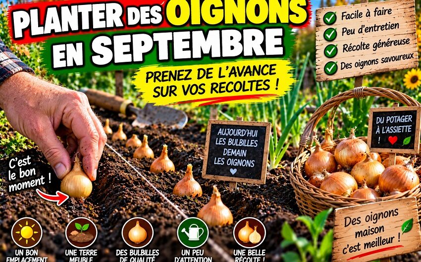 Planter des oignons en septembre