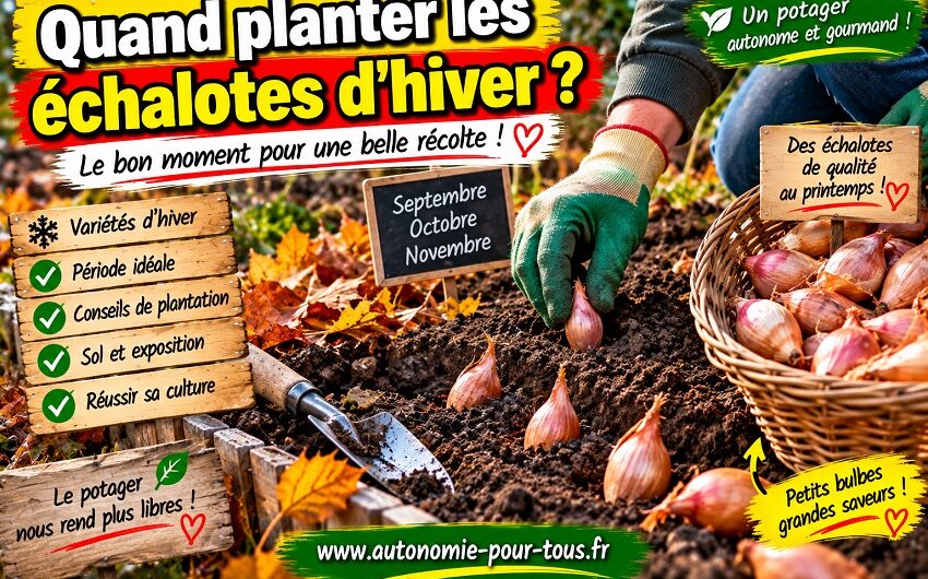 Quand planter les échalotes d’hiver