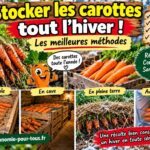 Stocker les carottes les meilleures méthodes