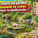 Une mare au jardin pour la biodiversité
