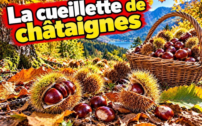 La cueillette de châtaignes