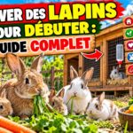 Élever des lapins : le guide