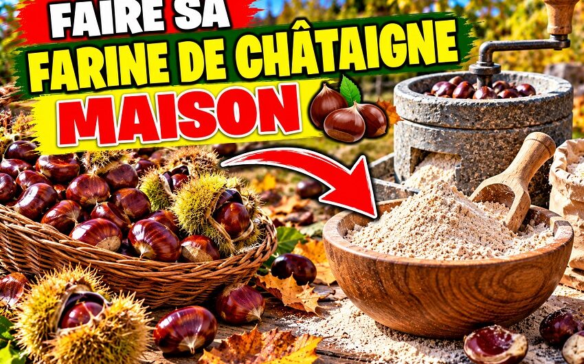 Faire sa farine de châtaigne