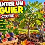 Planter un figuier en octobre