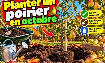 Planter un poirier en octobre