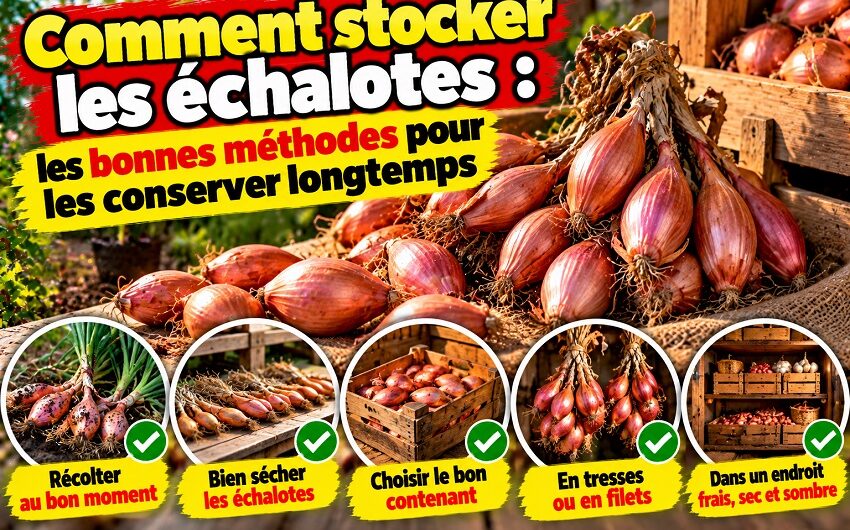 Comment stocker les échalotes